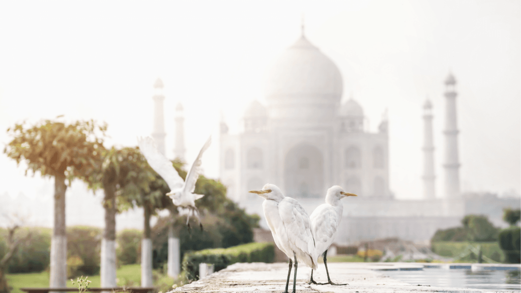 Voyager en Inde, le Taj Mahal